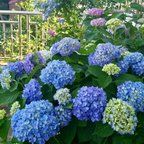 Hydrangea Seed - Unlock Nature's Beauty