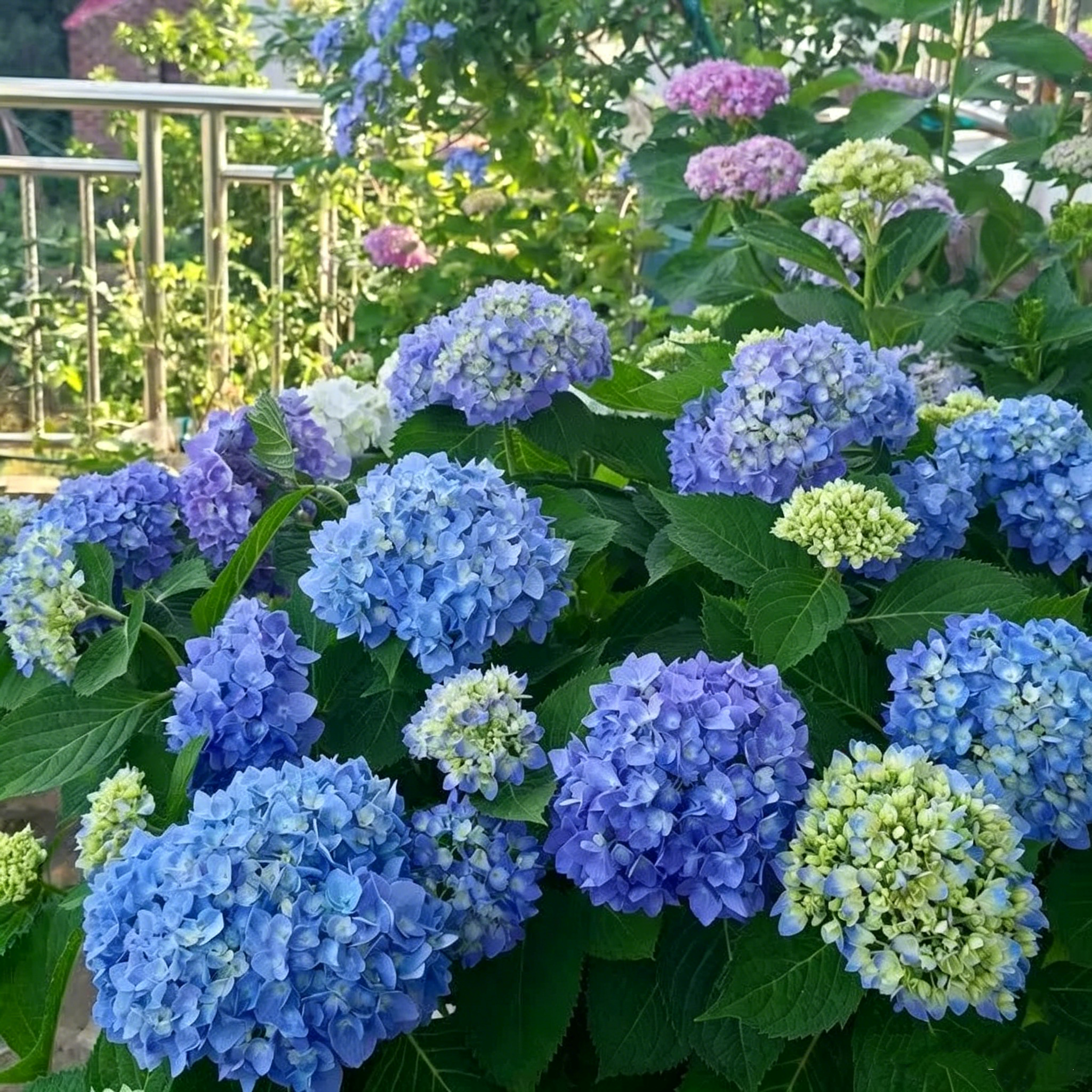 Hydrangea Seed - Unlock Nature's Beauty