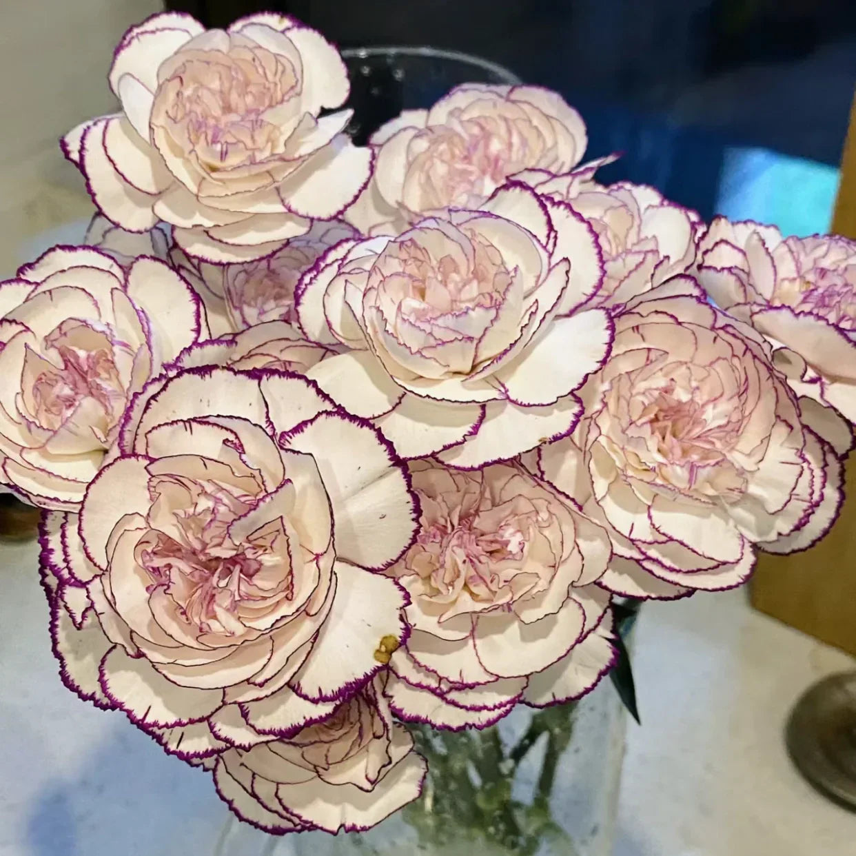 Double Carnation Seeds🌺