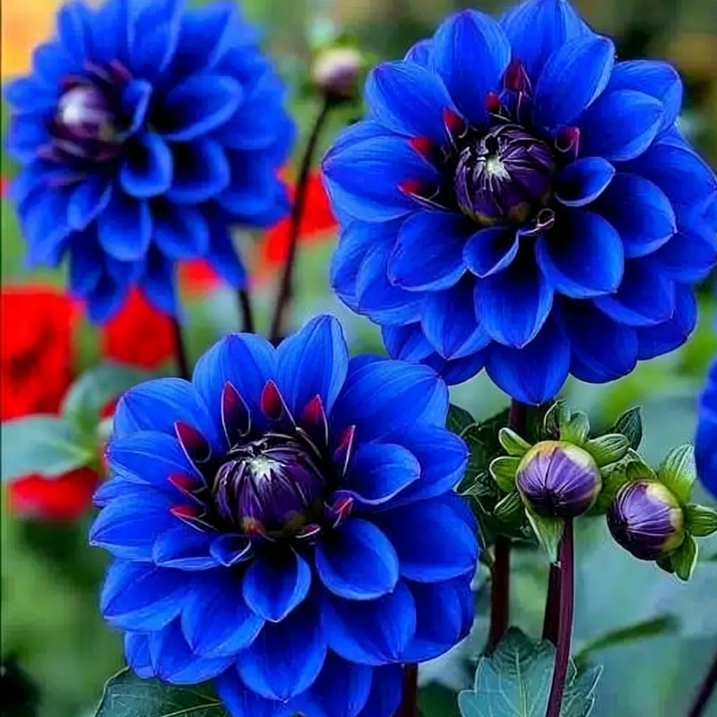 Mixture Dahlia Seeds