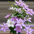 Clematis Seeds-The Queen of Climbing Vines