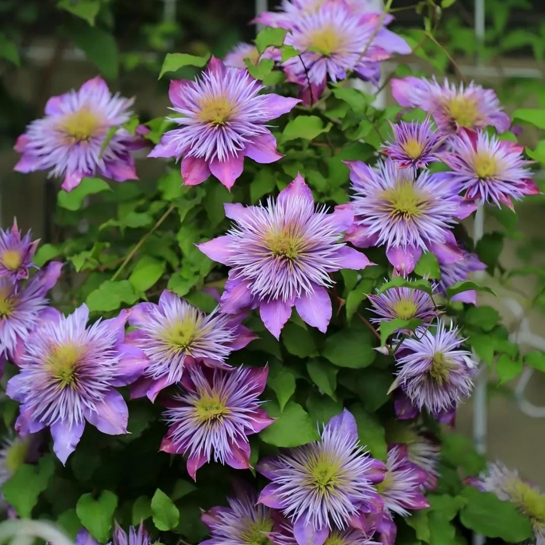 Clematis Seeds-The Queen of Climbing Vines