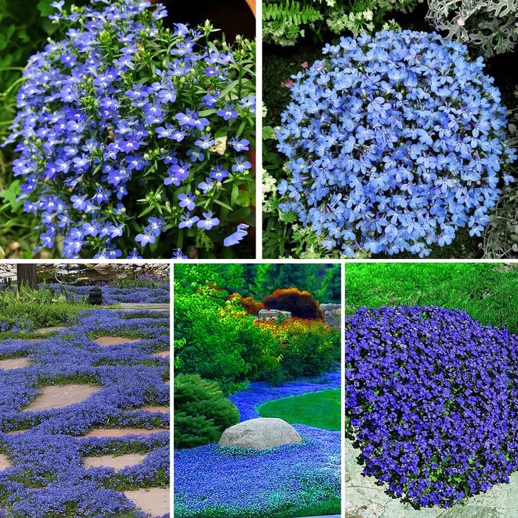 Creeping Thyme Seeds for Four Seasons