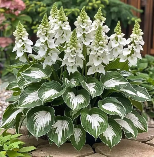 Premium Rare Hosta Seeds-Shade-Tolerant Plant