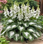 Premium Rare Hosta Seeds-Shade-Tolerant Plant