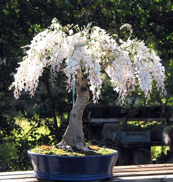 The Queen Of Flowers—Wisteria Flower Seeds