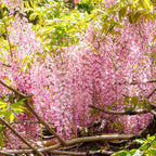 The Queen Of Flowers—Wisteria Flower Seeds