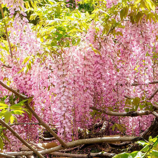 The Queen Of Flowers—Wisteria Flower Seeds