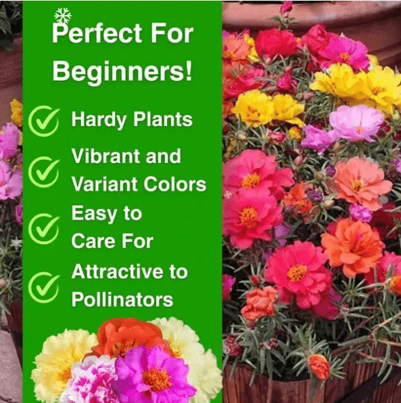 🌸 Double Flowered Moss Rose Seeds