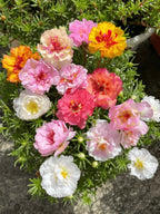 🌸 Double Flowered Moss Rose Seeds