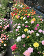 🌸 Double Flowered Moss Rose Seeds