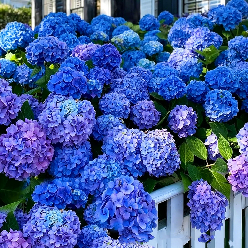 Hydrangea Seed - Unlock Nature's Beauty
