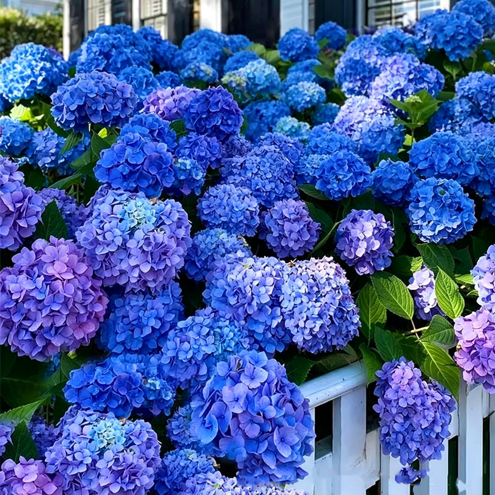 Hydrangea Seed - Unlock Nature's Beauty