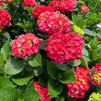 Hydrangea Seed - Unlock Nature's Beauty