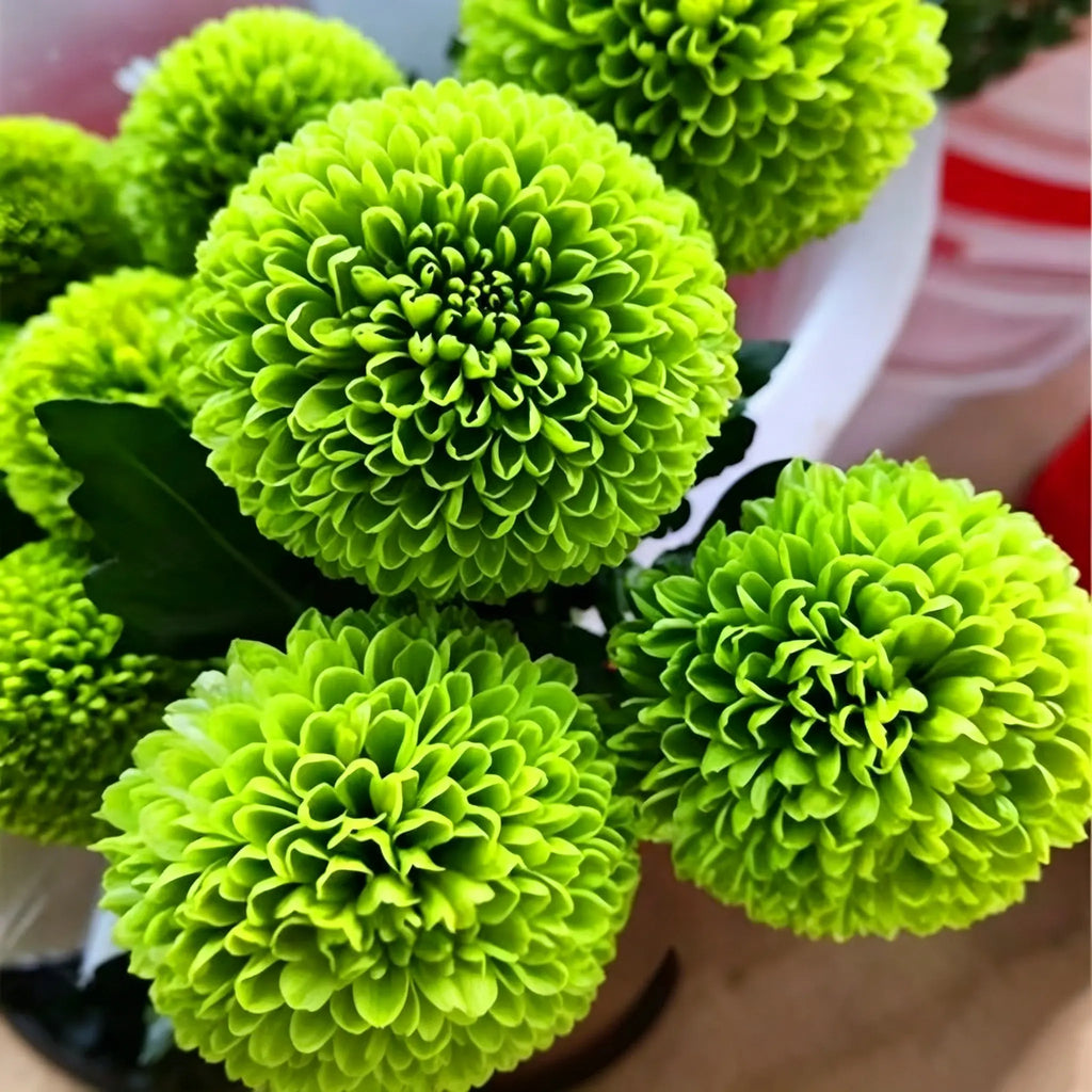 Colorful Ping Pong Chrysanthemum Seeds