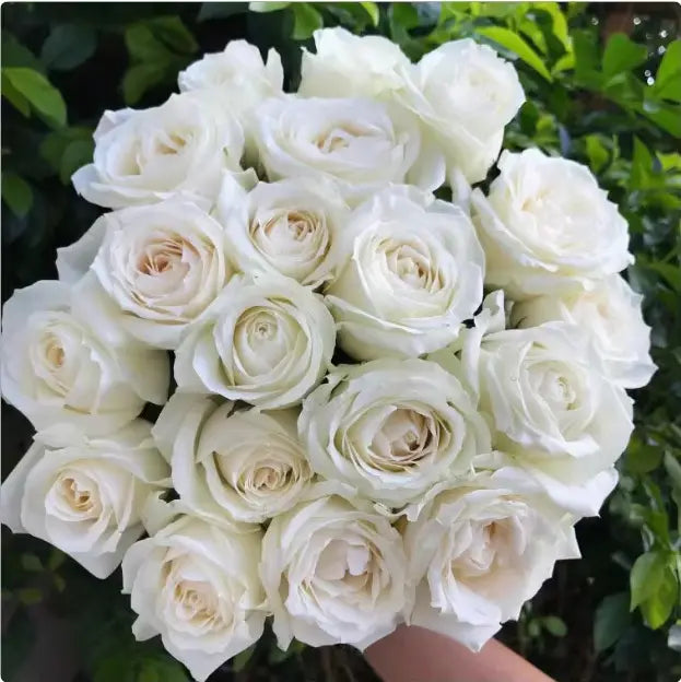 Rare Twin Red White Rose Flower Seeds for Planting - Captivating Blooms Non GMO