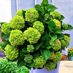 Hydrangea Seed - Unlock Nature's Beauty