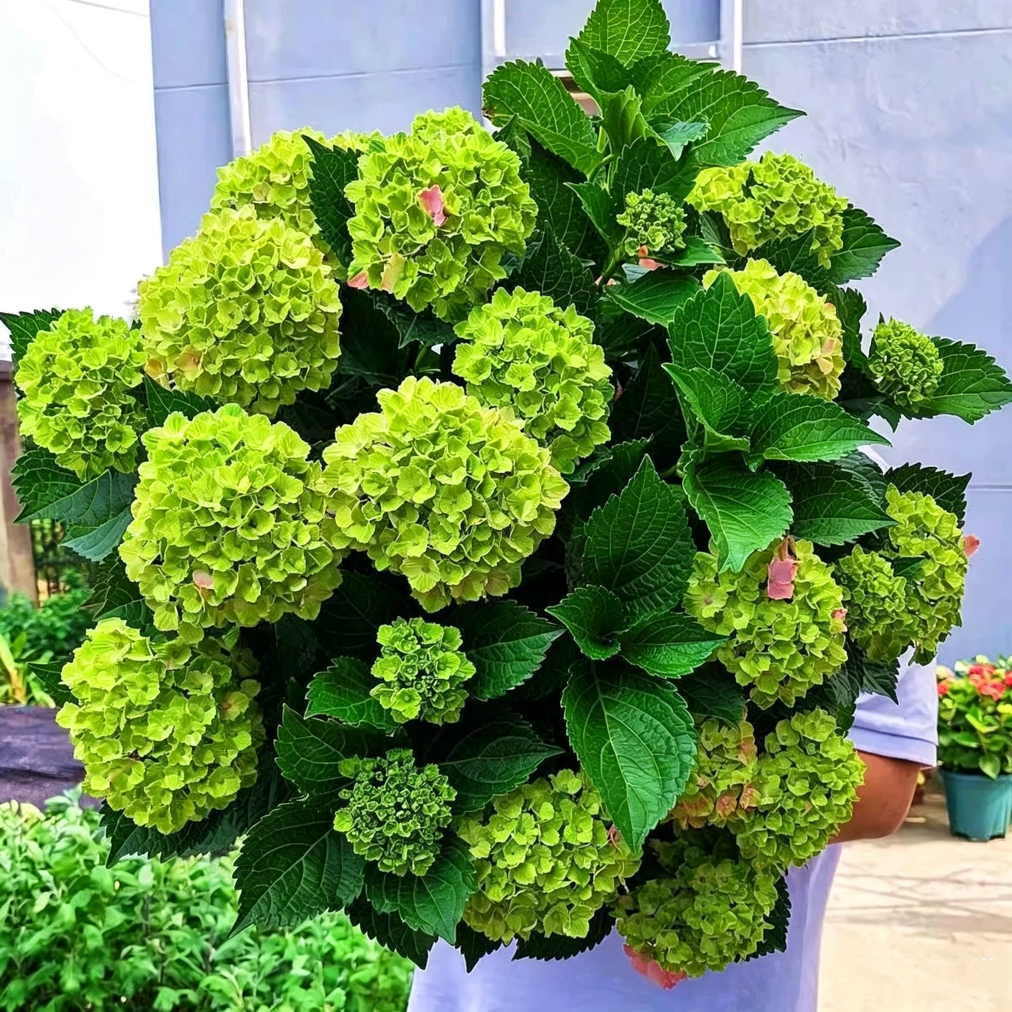 Hydrangea Seed - Unlock Nature's Beauty