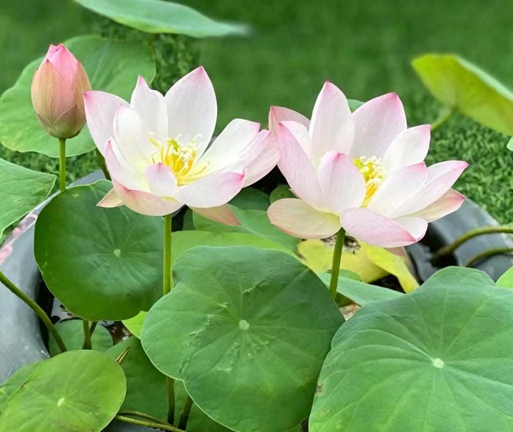 Mixed Color Bonsai Bowl Lotus Seeds for Ornamental Pond and Home Planting