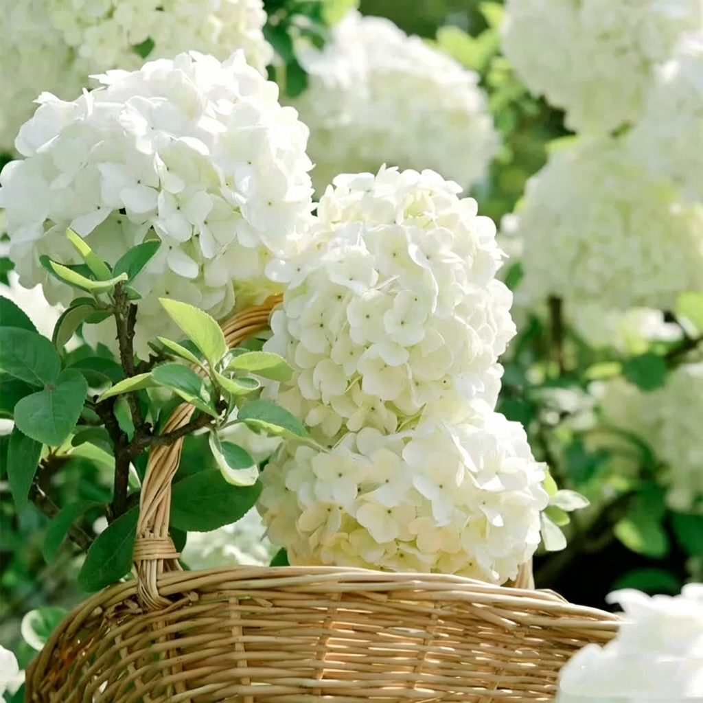 Hydrangea Seed - Unlock Nature's Beauty