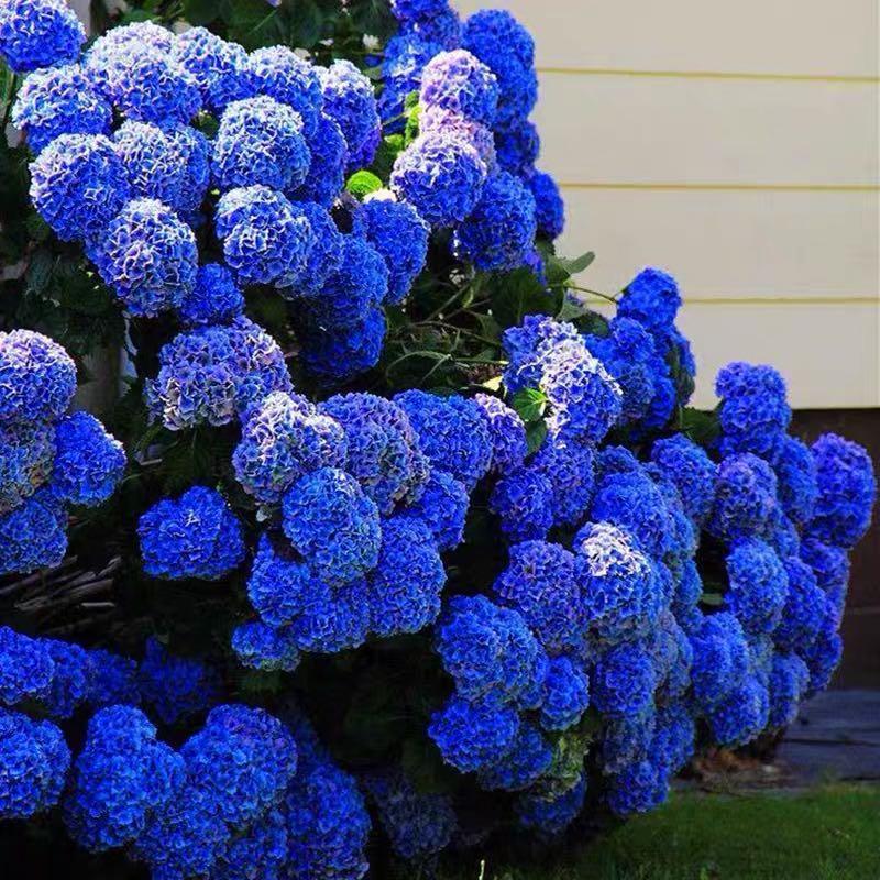 Hydrangea Seed - Unlock Nature's Beauty