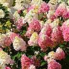 Panicle Hydrangea Flowers Seeds
