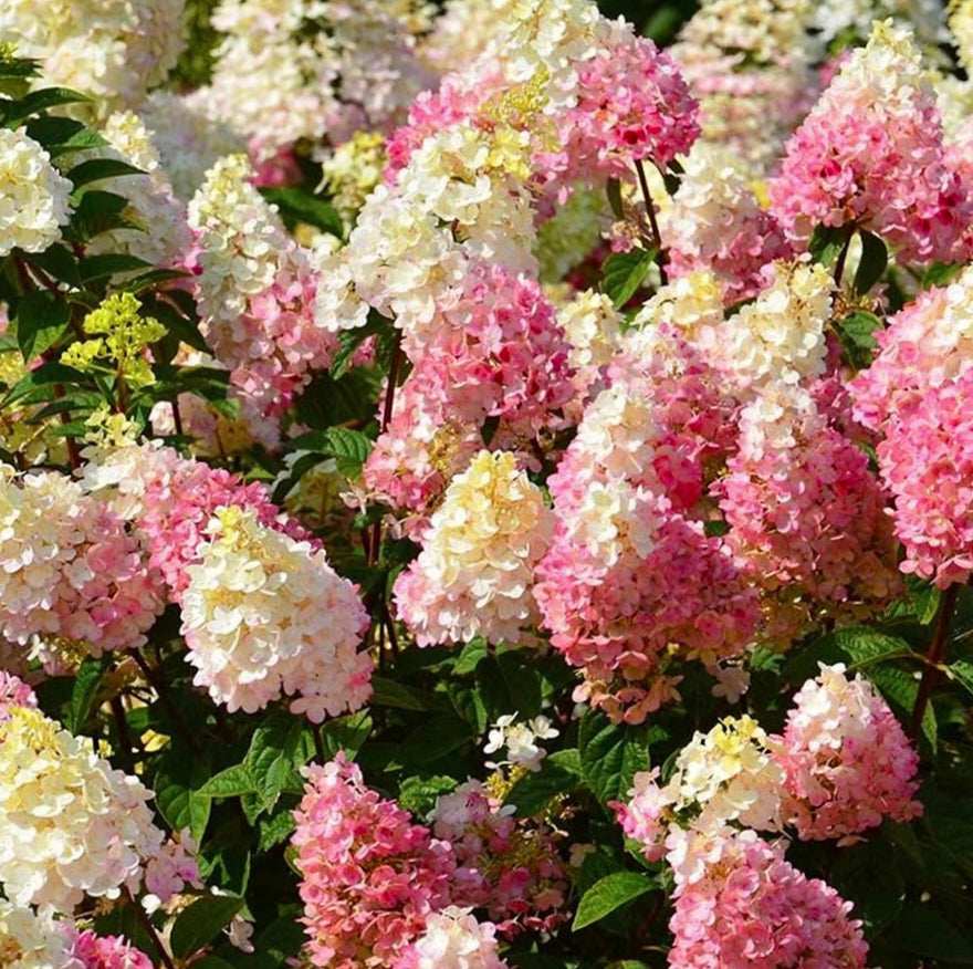 Panicle Hydrangea Flowers Seeds