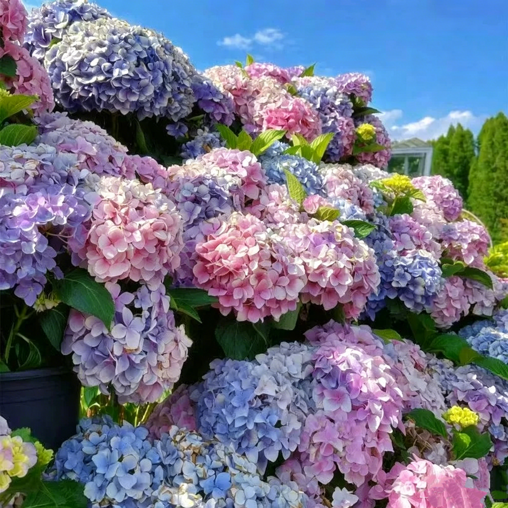 Hydrangea Seed - Unlock Nature's Beauty