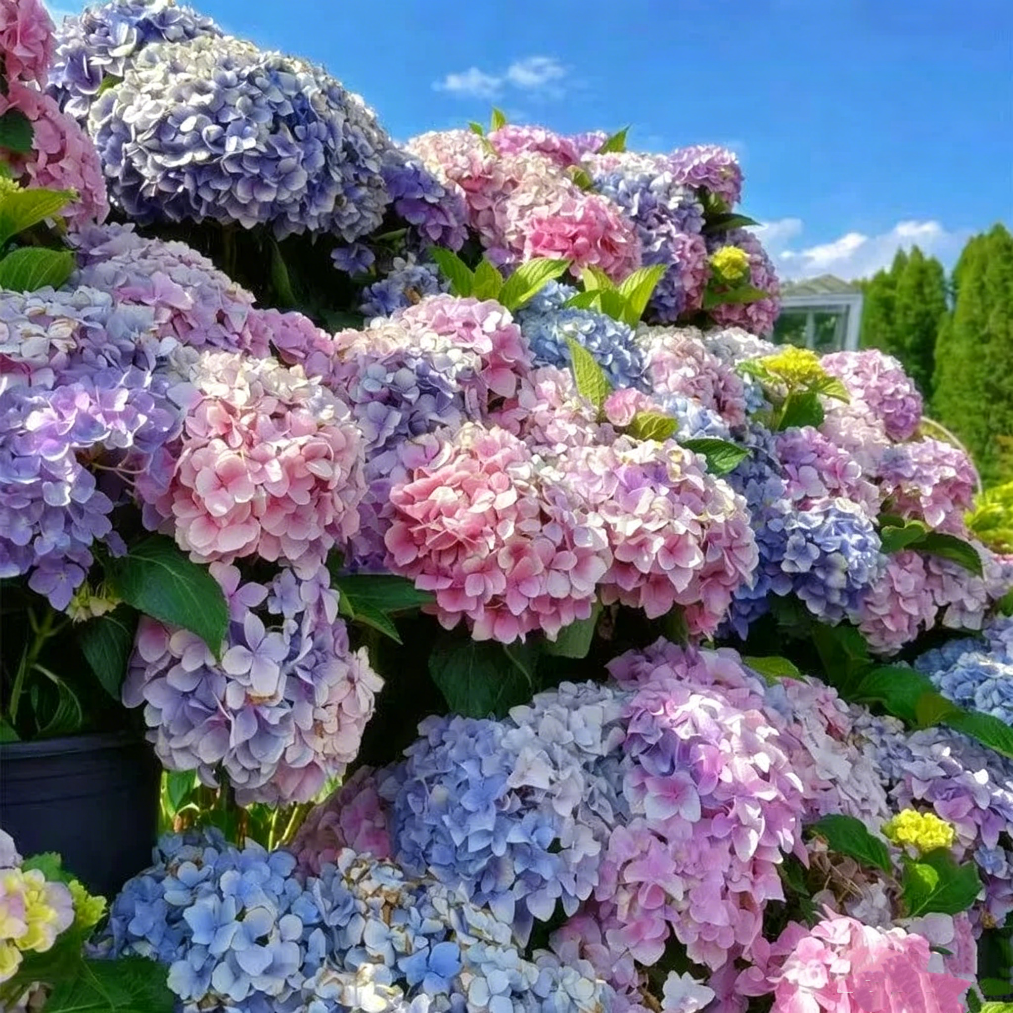 Hydrangea Seed - Unlock Nature's Beauty