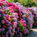 Hydrangea Seed - Unlock Nature's Beauty