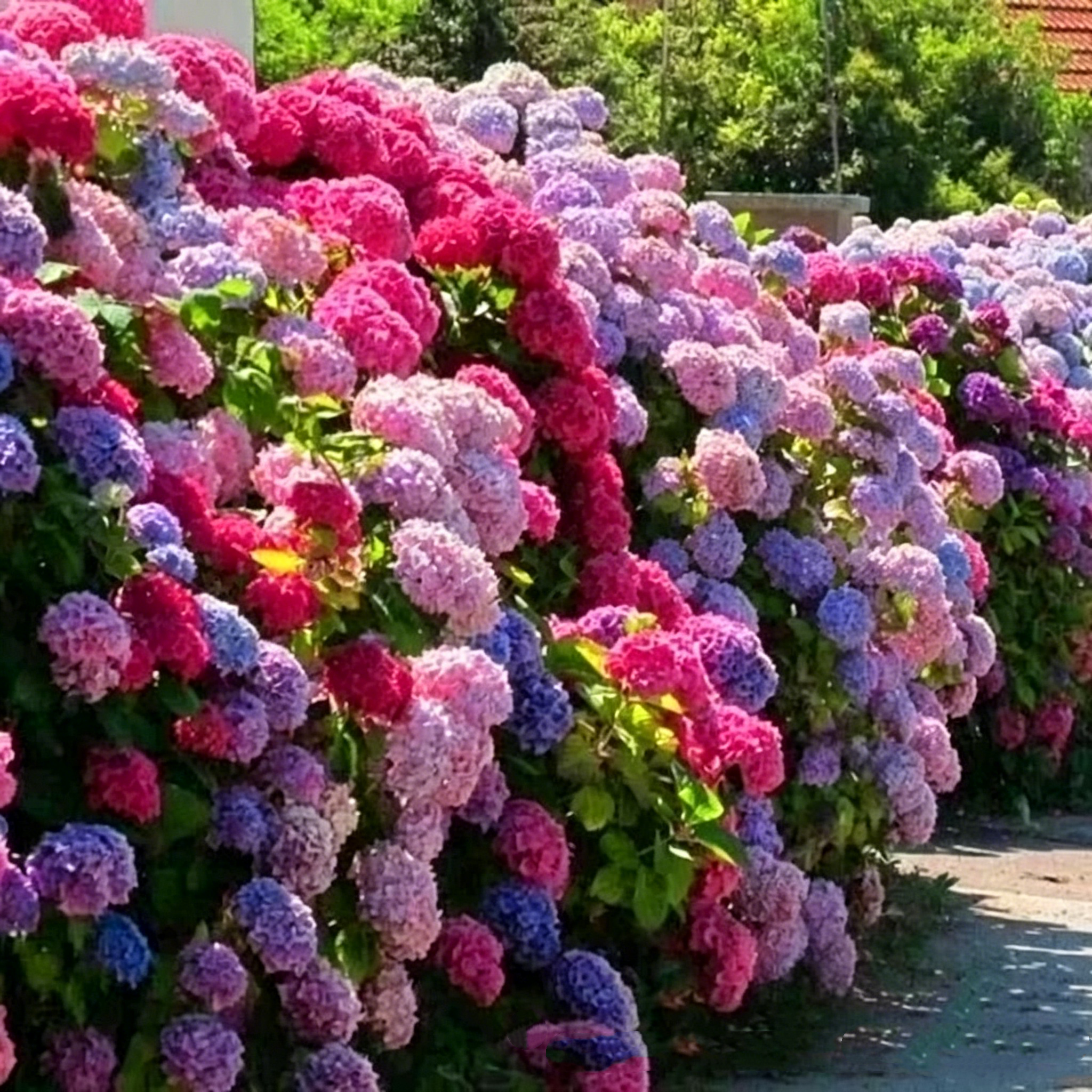 Hydrangea Seed - Unlock Nature's Beauty