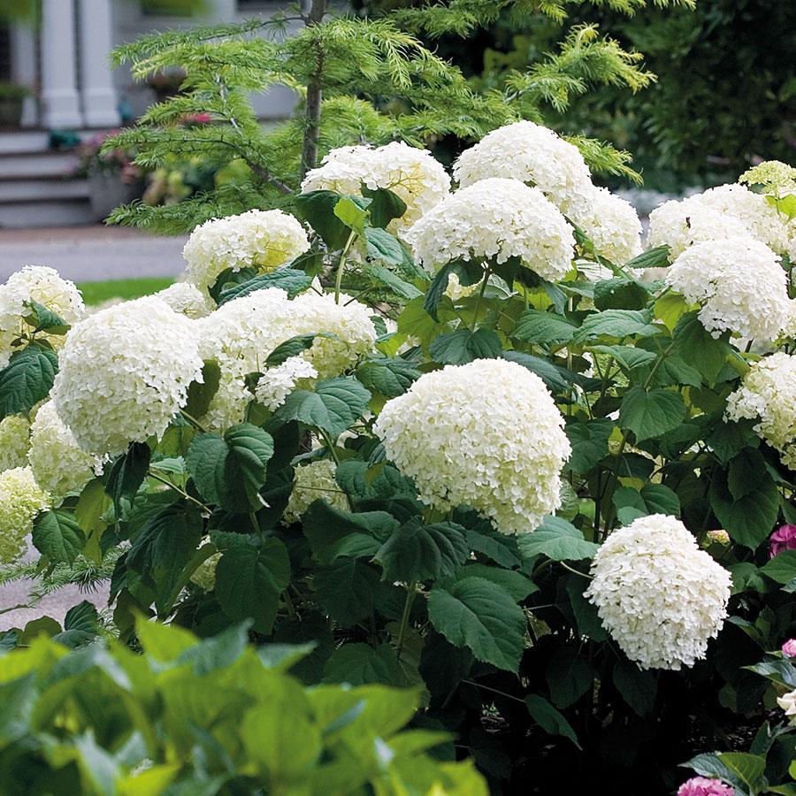 Hydrangea Seed - Unlock Nature's Beauty