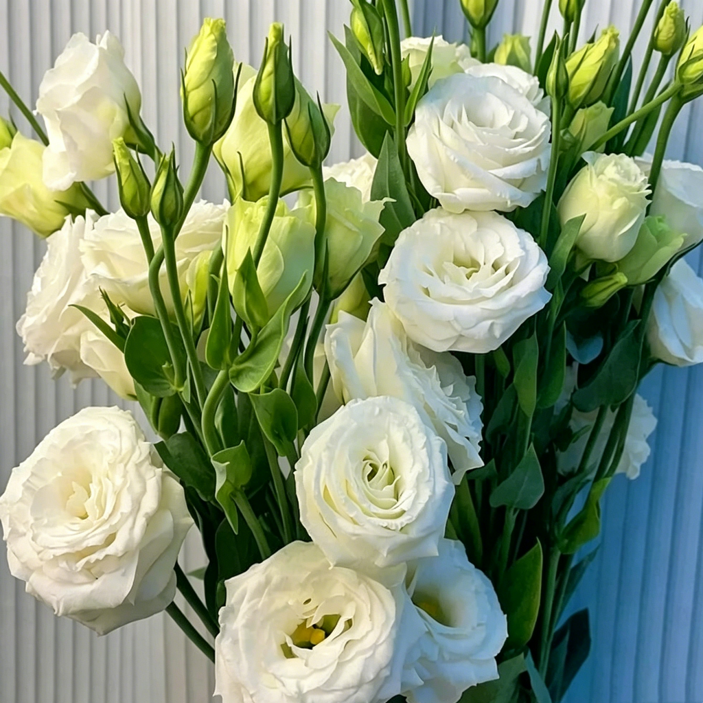 🌺Lisianthus - Sincere Love