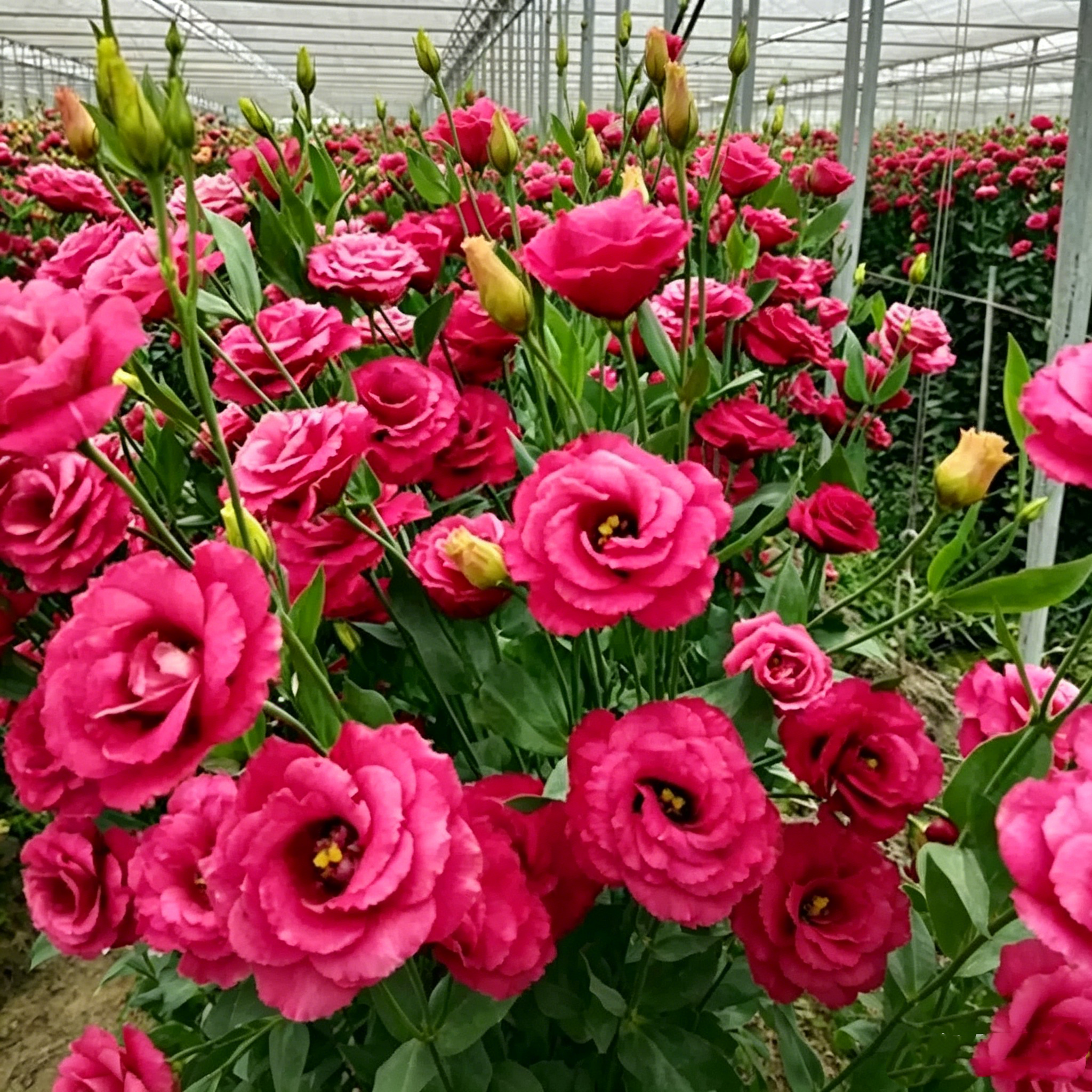 🌺Lisianthus - Sincere Love