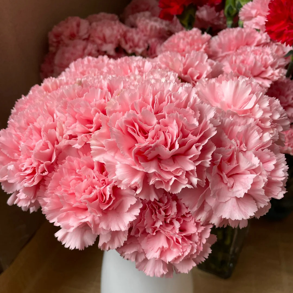 Double Carnation Seeds🌺