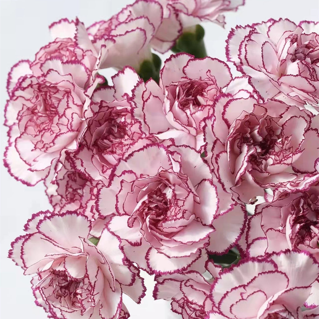 Double Carnation Seeds🌺