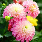 Mixture Dahlia Seeds