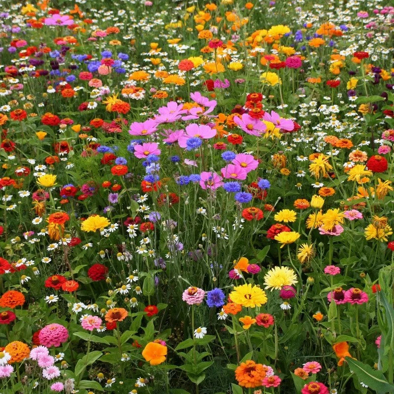 Summer Hardy Wildflower Seeds – Thrive in Heat, Flower Sea☀️