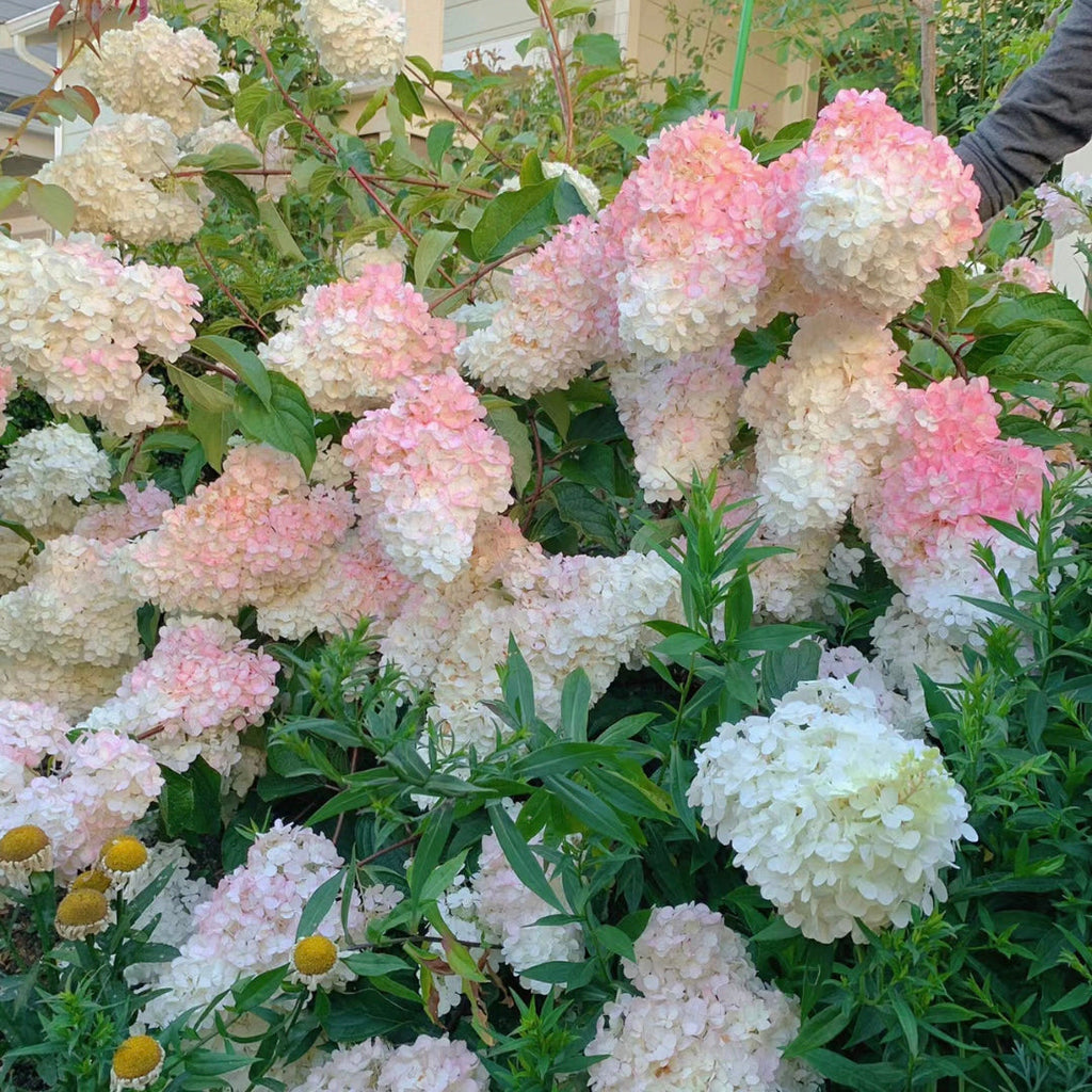 Panicle Hydrangea Flowers Seeds