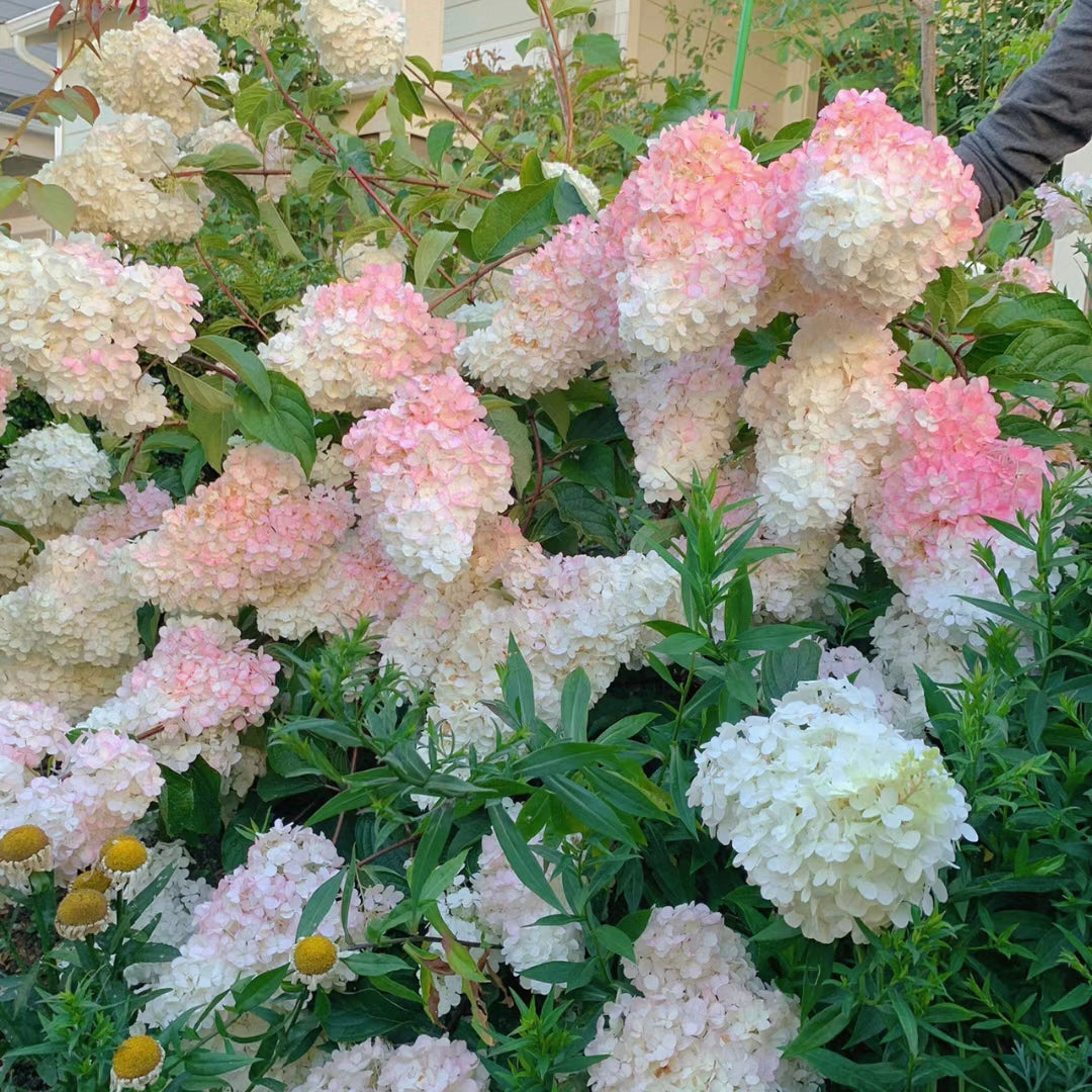 Panicle Hydrangea Flowers Seeds
