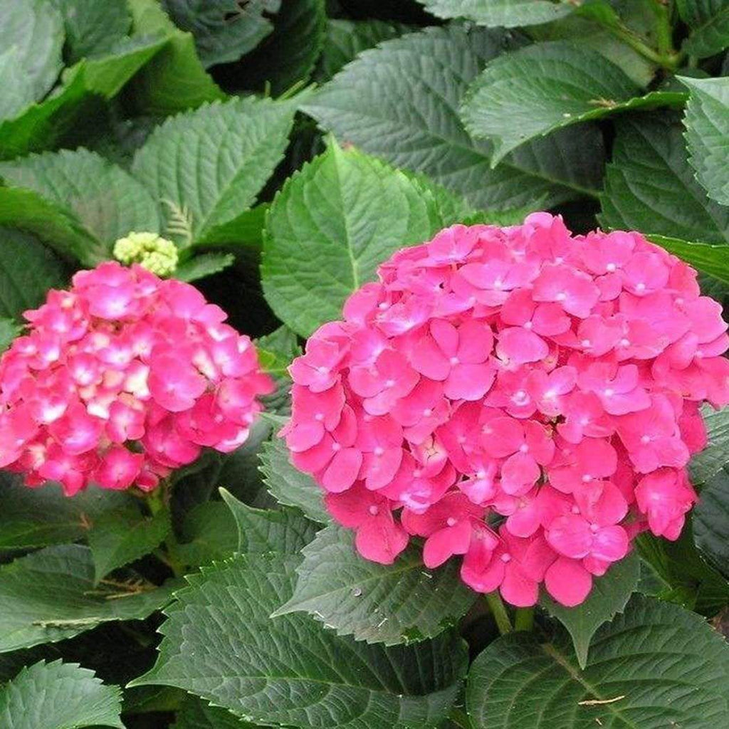 Hydrangea Seed - Unlock Nature's Beauty