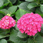 Hydrangea Seed - Unlock Nature's Beauty