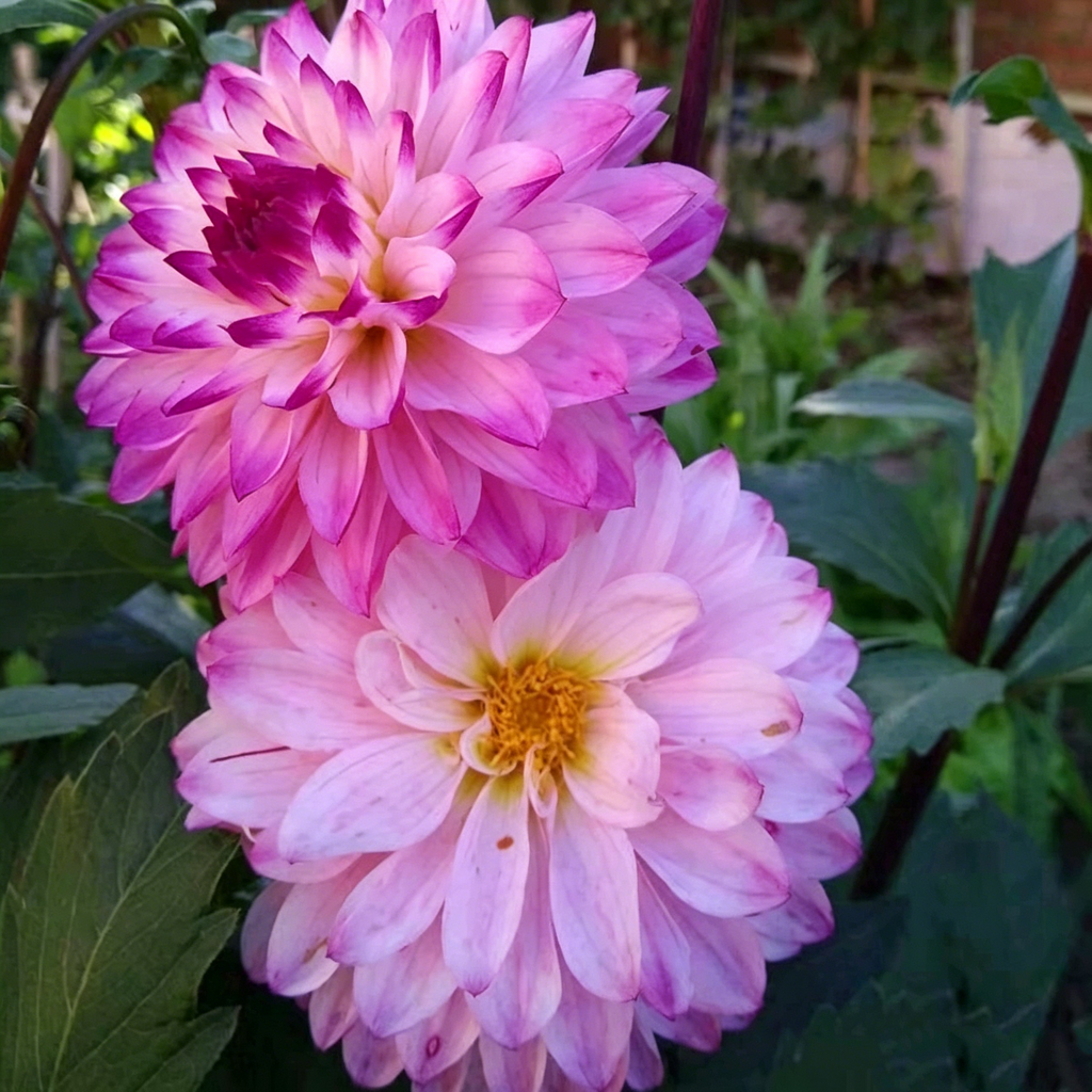 Mixture Dahlia Seeds