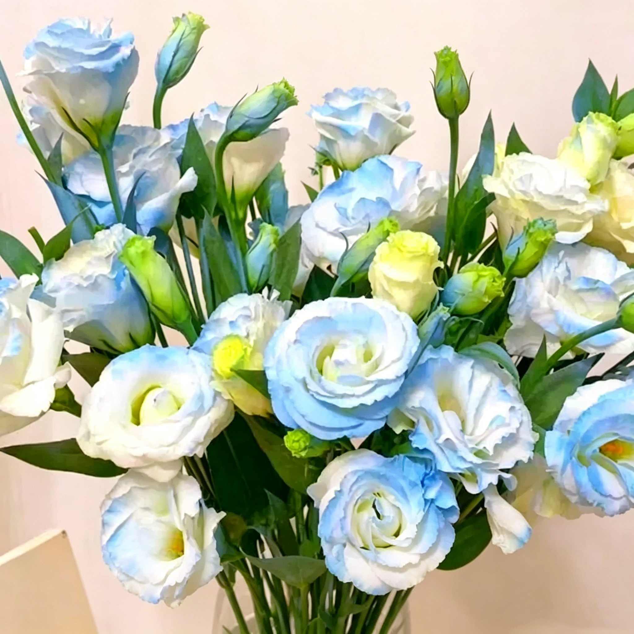 🌺Lisianthus - Sincere Love