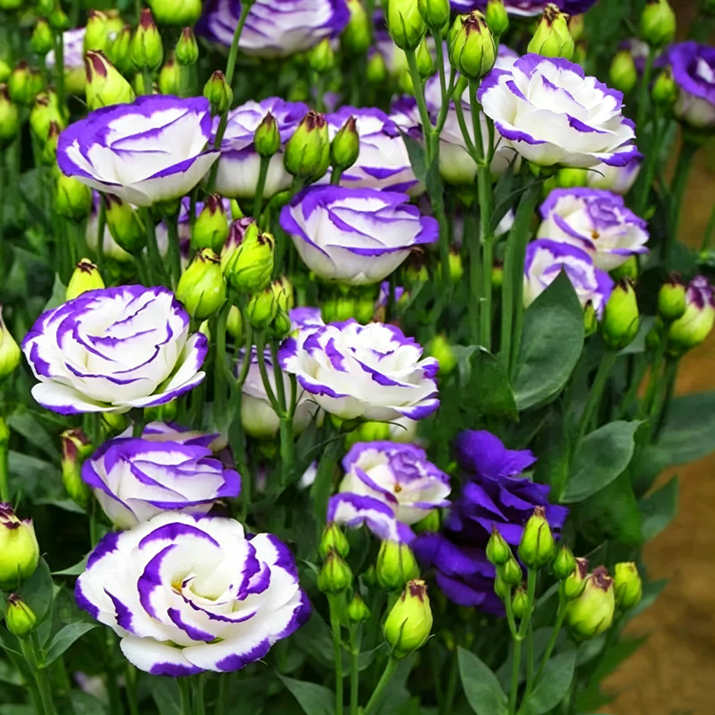 🌺Lisianthus - Sincere Love