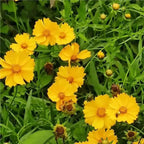 🌺Cosmos Seeds 511 Pcs, Mixed & Single Colors, for Garden & Patioshi
