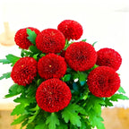 Colorful Ping Pong Chrysanthemum Seeds