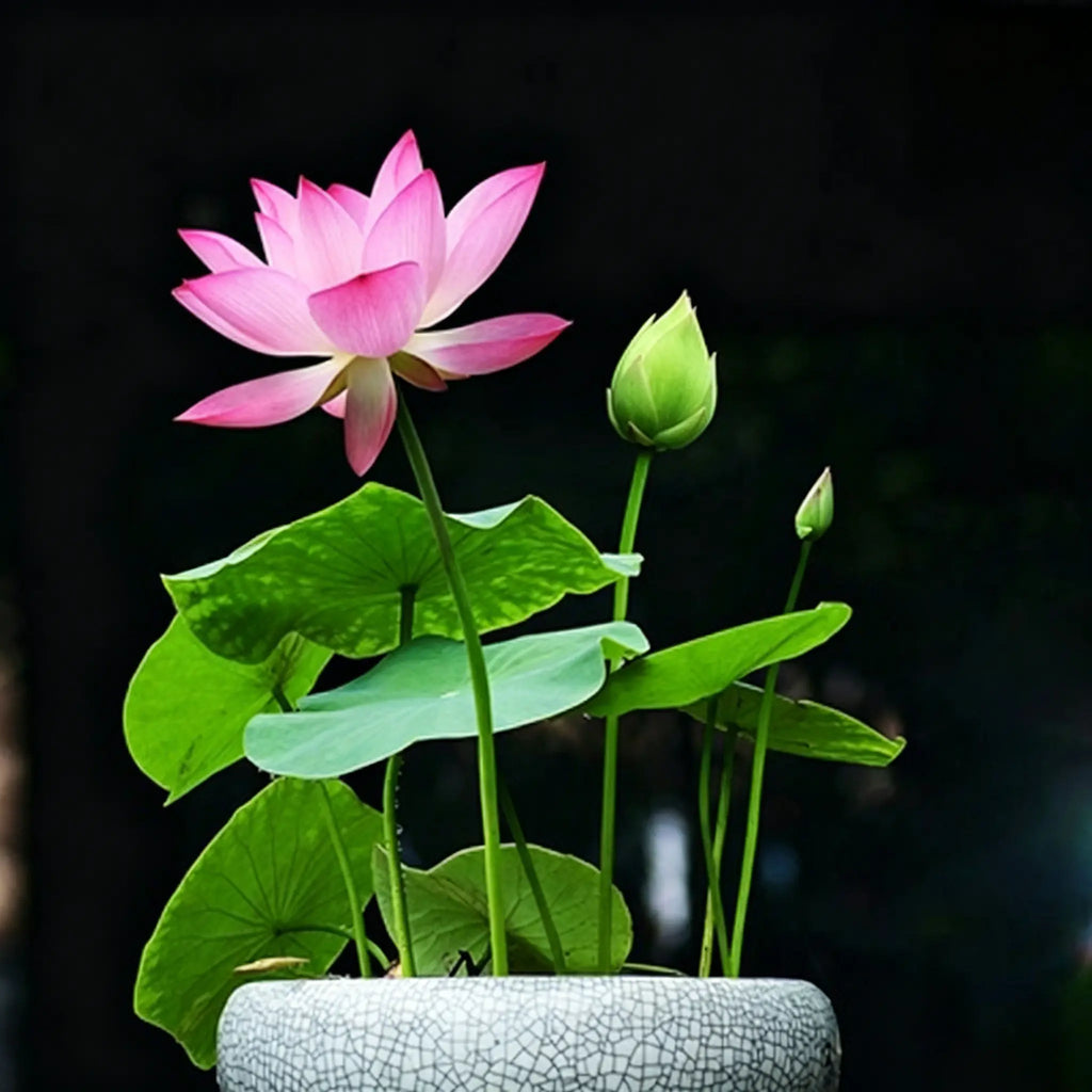 Mixed Color Bonsai Bowl Lotus Seeds for Ornamental Pond and Home Planting
