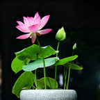 Mixed Color Bonsai Bowl Lotus Seeds for Ornamental Pond and Home Planting