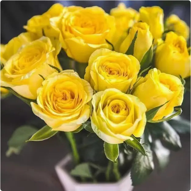Rare Twin Red White Rose Flower Seeds for Planting - Captivating Blooms Non GMO